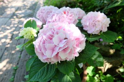 '24初夏の大神ファームは薔薇と紫陽花の競演☆大分別府臼杵で温泉・南蛮文化・花と石仏を巡る２泊３日ひとり旅③２日目午前