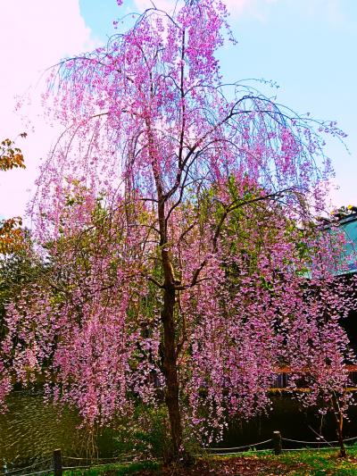 油絵 風景画 神奈川三渓園の枝垂桜【4月】P10 油絵 風景画 神奈川三渓園の枝垂桜【4月】P10 油絵 風景画