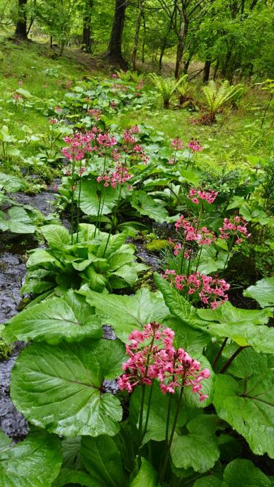 クリンソウの群落　レンゲツツジ　八千穂高原自然園