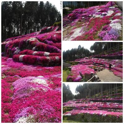 ９日間で愛媛県をグルっと巡ってきました。⑲芝桜が美しい。じっくり堪能したいけど、ドローンがやかましい！夜は松山でジャズライブ！