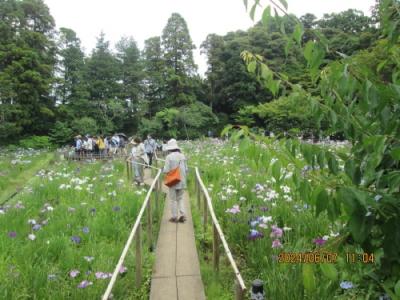 松戸市の平賀・本土寺・紫陽花と・菖蒲・2024年6月