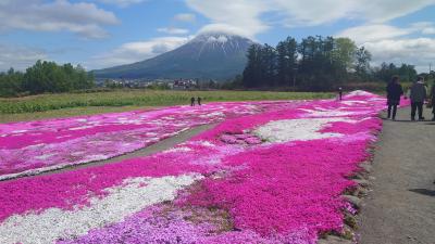 2024三島さん家の芝桜