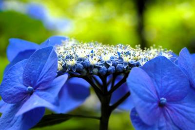 6月の東京・あじさいを見に小平へ