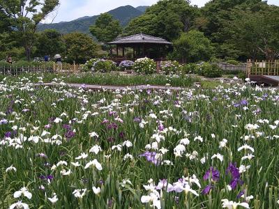 大和中央公園花しょうぶ園と三瀬ドライブ