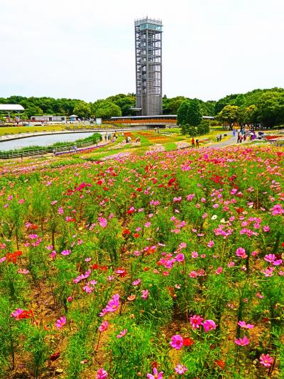 浜名湖花博-4　浜名湖ガーデンパークa　舞阪駅～バス　9:30入場　☆ジュラシック‐ツリー展示