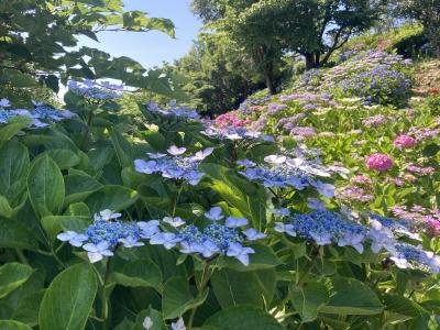 紫陽花紀行2024--横浜市栄区上郷あじさいの丘と鎌倉今泉不動-