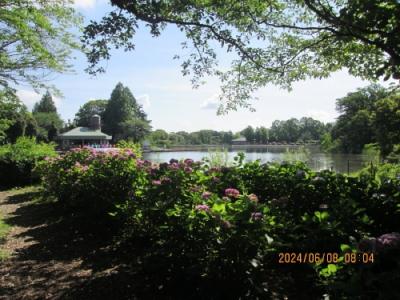 柏市の柏の葉公園・ボート池・紫陽花・2024年