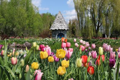 咲き乱れるチューリップに心躍る　上野ファーム  旭川市