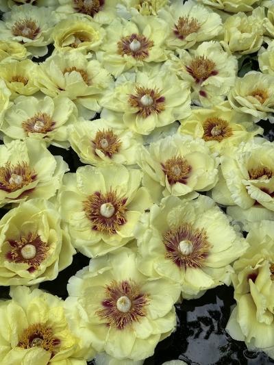 2024年5月　GWに牡丹と日本庭園を楽しむ日帰り旅（由志園・足立美術館）