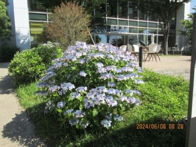 柏市の若柴・Ｔ－ＳＩＴＥ・紫陽花・2024年