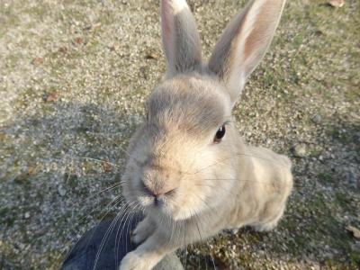 ≪国内ぷち逃走27≫→広島…1日目大久野島