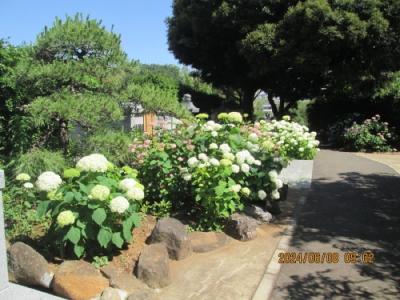 柏市の三間・西光院・紫陽花・2024年6月