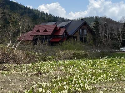 栂池の水芭蕉(今年は開花の当たり年)、シェラリゾート白馬でゆったり！