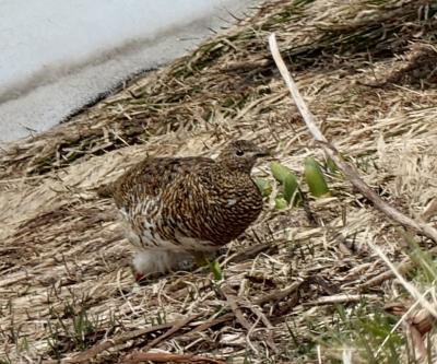 黒部アルペンルートでいろんな乗り物に乗る旅☆