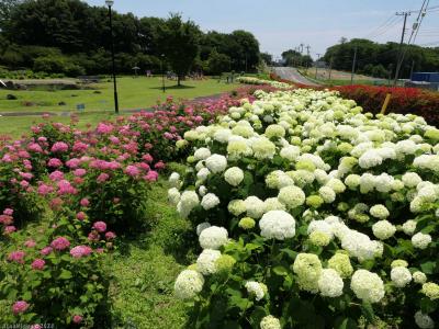 「荻窪公園」のアジサイ_2024_開花進んで色付きも始まり、見頃の初期でした（前橋市）