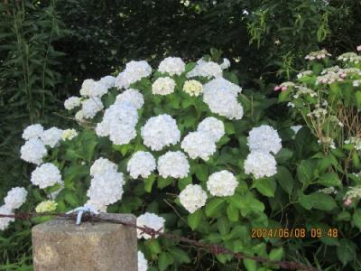 柏市のめじろ台・高田山・紫陽花・2024年・6月
