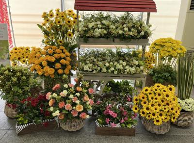 ⑥マダムの暮らすように旅する福岡・大分　6月編　3日目の1　日帰りバスツアー　小倉から大分へ