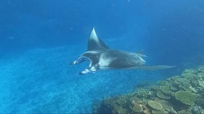 石垣島ダイビングツアー　3年分まとめ！