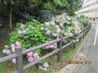 柏市の柏５丁目・柏諏訪神社・紫陽花・2024年