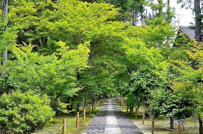 問柳尋花  京都嵯峨野逍遙①仏牙寺鹿王院（前編）