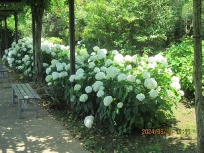 野田市の清水公園・花ファンタジア・紫陽花・2024年6月