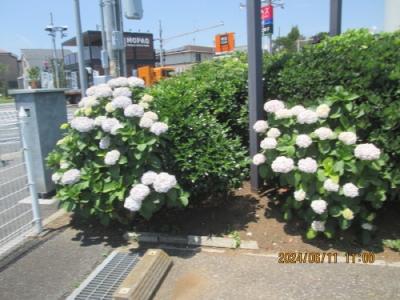 柏市の松ヶ崎・イオンタウン・紫陽花・2024年6月