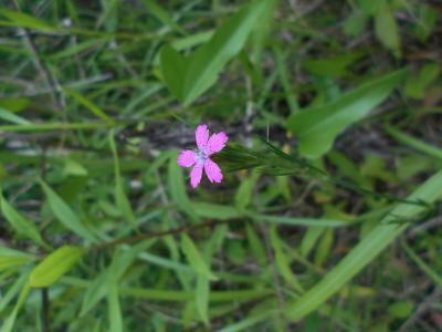有馬口での植物観察