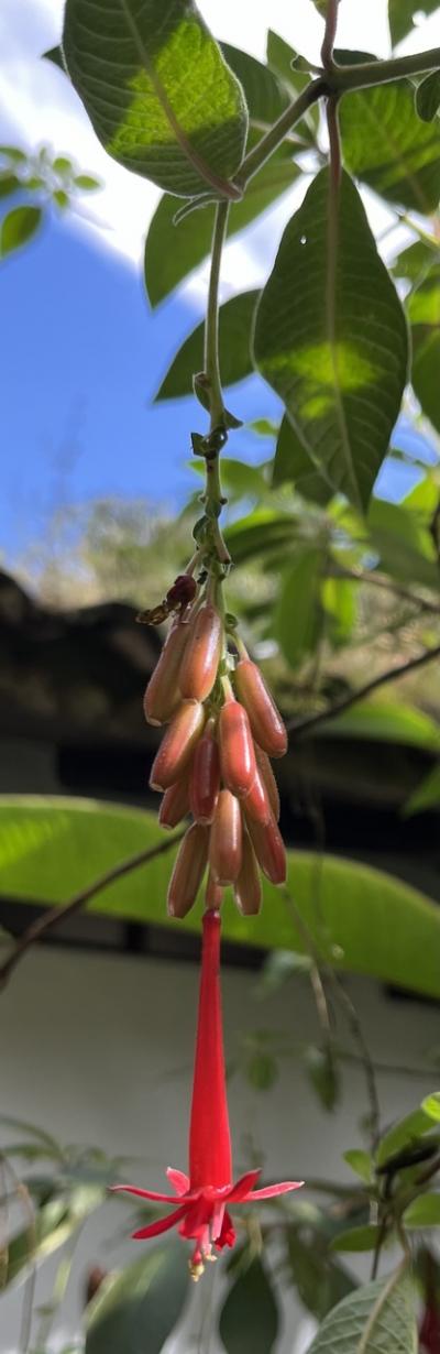 初南米マチュピチュ/ウユニ/ロサンゼルスの旅④マチュピチュのホテル