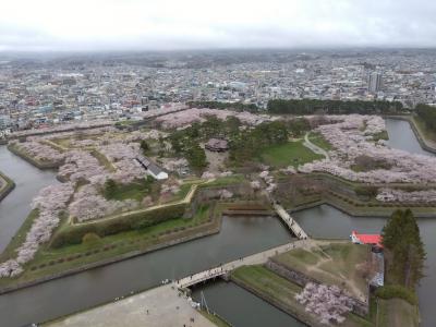 2024　函館・五稜郭の桜&#9461;