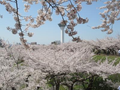 2024　函館・五稜郭の桜②