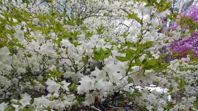 奥日光 高山のシロヤシオ