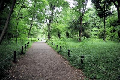 東京白金台散策・・武蔵野の自然をそのまま残した、国立科学博物館・自然教育園を訪ねます。