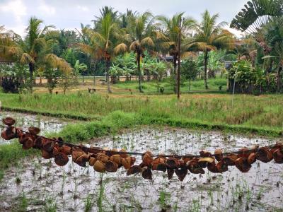 2024 インドネシア 4都市周遊　その５（ウブド2/3）