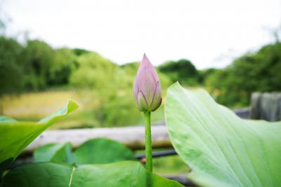 初夏の宇治植物園