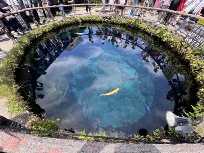 山梨１日間（忍野八海編）