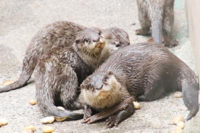 智光山公園こども動物園～正式デビュー後のコツメカワウソの四つ子たちにたっぷり会いたくて～テンジクネズミのお帰り橋は初夏のあじさいバージョン