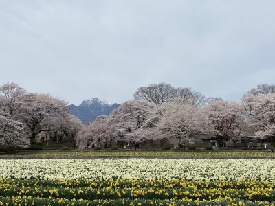 ショートトリップ・実相寺の神代桜