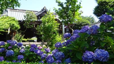 紫陽花紀行2024--文京区白山神社と世田谷区の紫陽花-