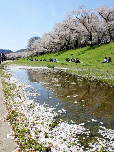 2024年花便り･八幡背割堤桜並木