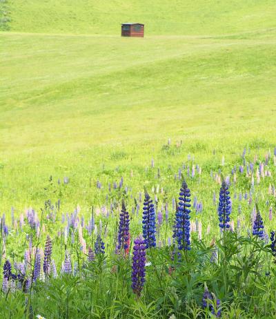 北海道１０日間旅(3)　国営滝野すずらん丘陵公園を歩く