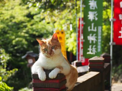 栃木県佐野市にある「唐沢山城址」のねこ達に会いに行ってきました