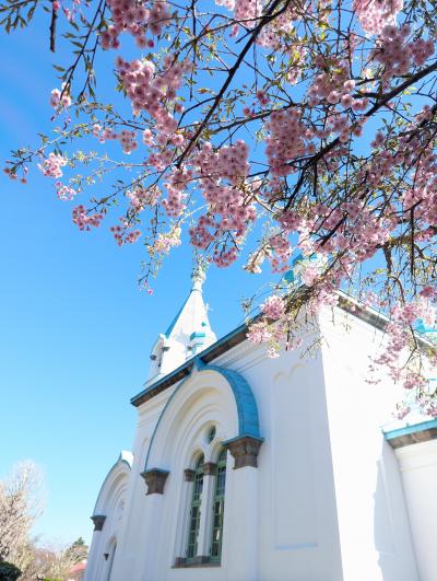 桜を見る旅 青森から北海道へ③五稜郭