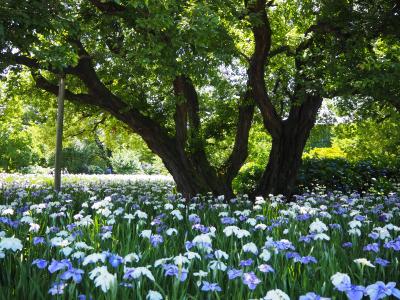［栃木県民の日］ブルー&ホワイトガーデン期間の「あしかがフラワーパーク」へ行ってきました
