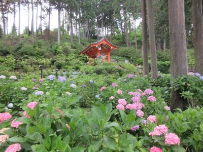 紫陽花と宇治十帖 その一