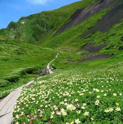 団塊夫婦の初夏の花登山・2024－(1)超ハードだったが、かわいい花々に出会えた秋田駒ヶ岳