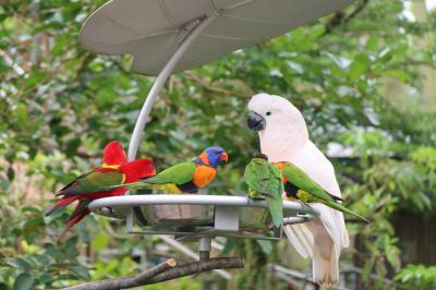 トランジットでバードパラダイスに行ってきた