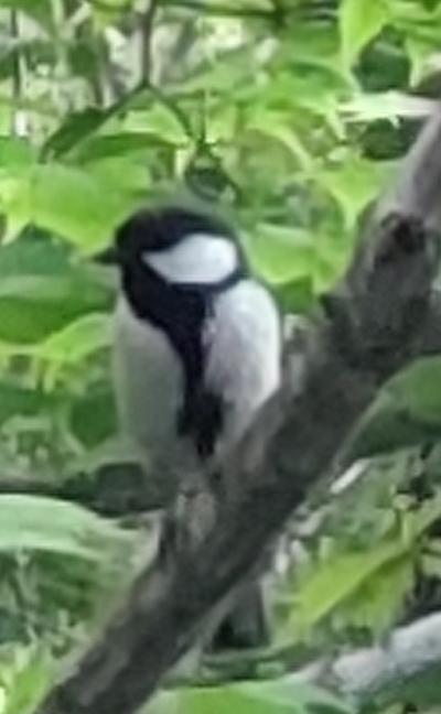 避暑地を求めて(3)万座バラキ・伊香保温泉