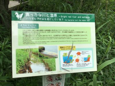 ウトナイ湖畔を歩く。湿地の役割はたくさん??淡水湖畔に広がる植物たち