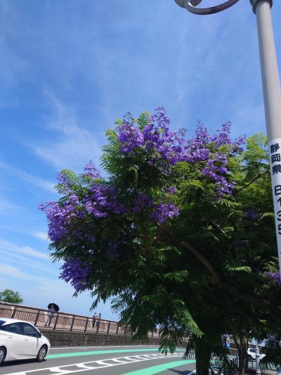 ジャカランダが咲く熱海！海の幸と森の涼を堪能、日帰り旅！