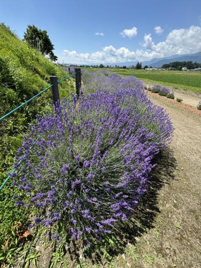 安曇野ラベンダー巡りと諏訪湖